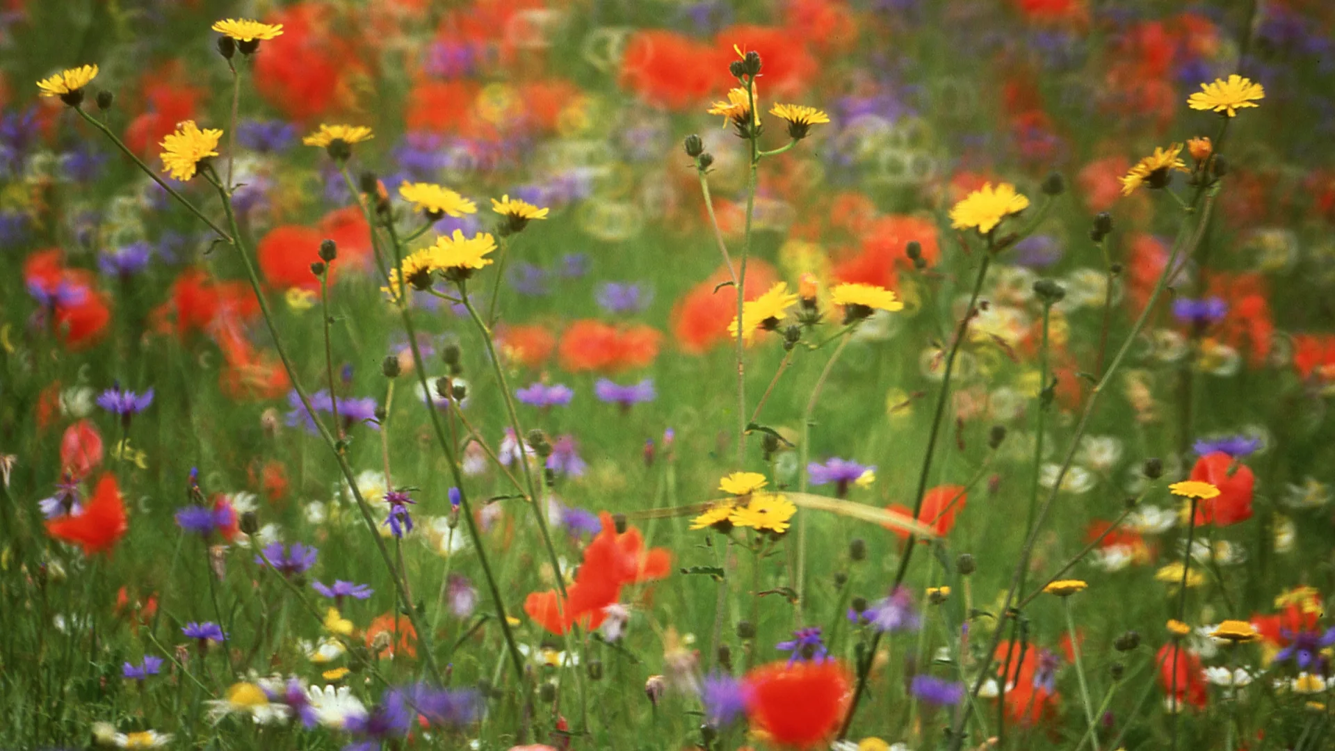 Fotografía de las flores de Priverno, de Carlo Picone