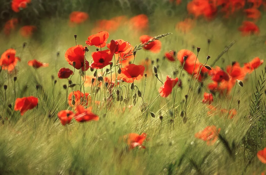 Fotografía de las flores de Priverno, de Carlo Picone
